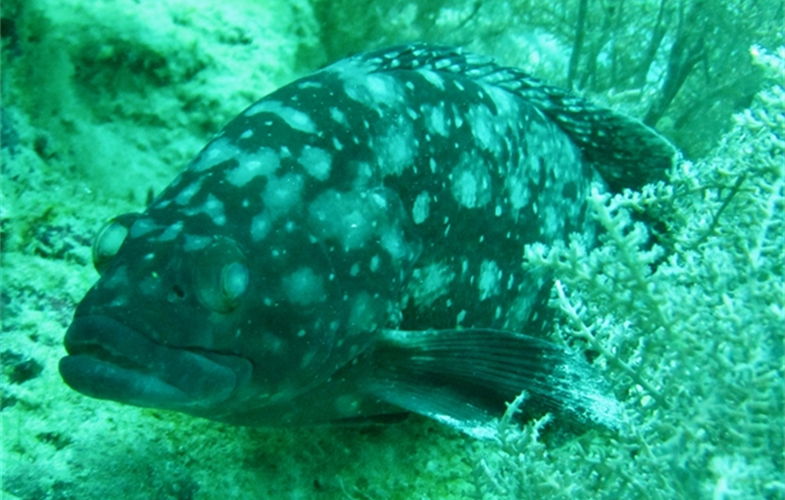 White spotted grouper CREDIT Tim McClanahan